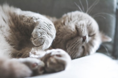 睡在白色织物上的棕猫